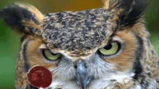 Funny Gif Complication