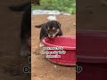 Help donate #help #support #dogs #goviral #share #love #foodneeded #dogfood