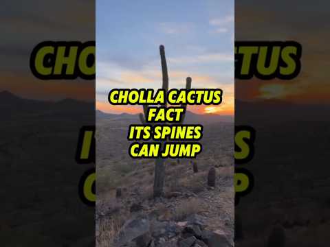 Cactus with Jumping