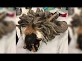 【衝撃】ドレッドヘアな猫！？の秘密が切なすぎる・・・