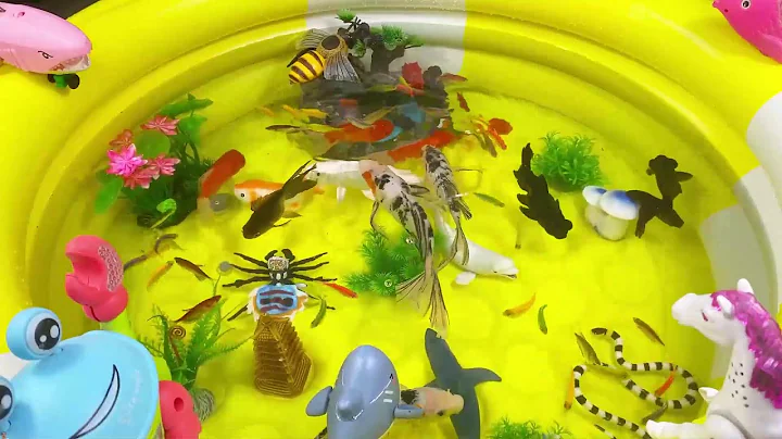Let's explore what fish and sea creatures there are:sharks,jellyfish#goldfish#animals#viral videos