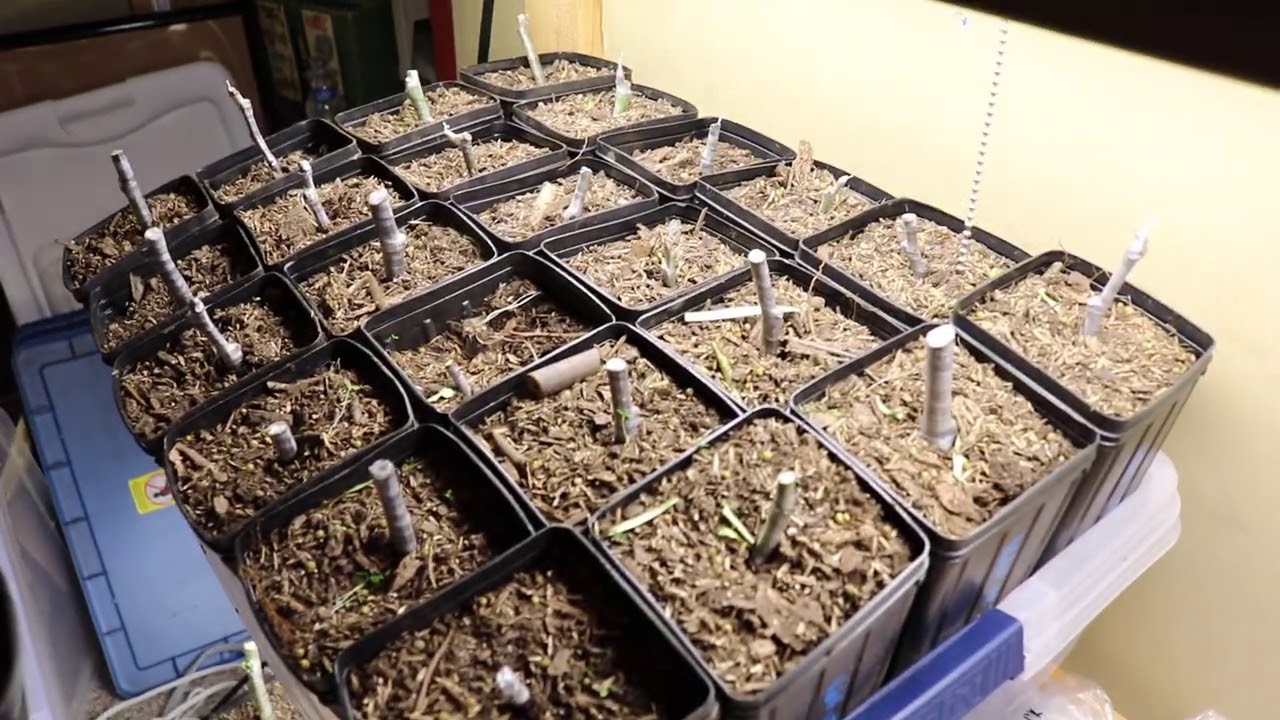 Rooting Fig Cuttings: The Method - Part 2