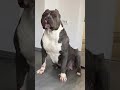 The Ultimate Blue American Bully: Beast Mode 💙 #shorts #americanbully #beastmode #dailyshorts