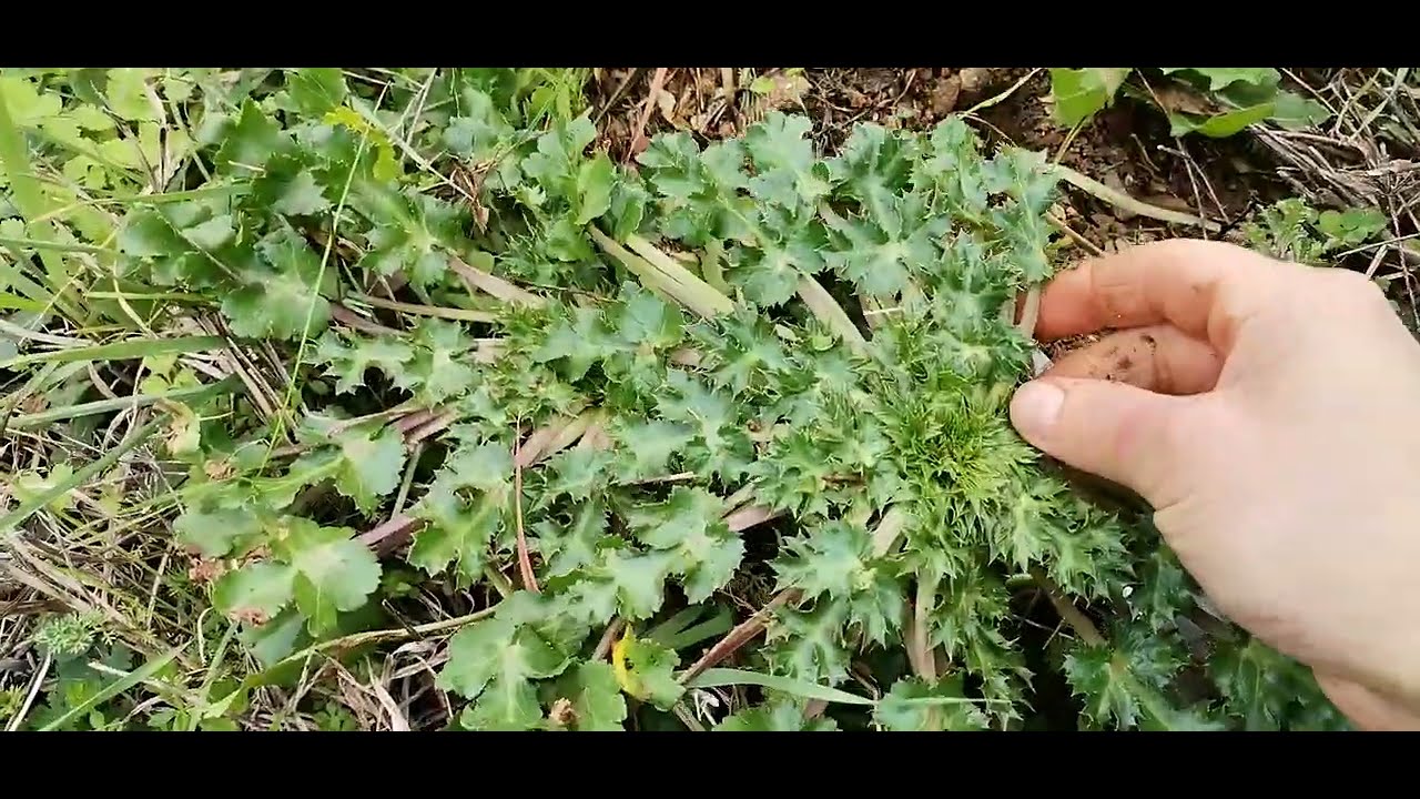 Bu ot tohumlanmaya başladığı zaman dikenlenir🌿 Yenilebilen otlar