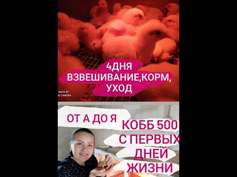 Вес бройлера кобб