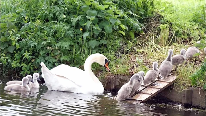Mute Swan Family with 10 Cygnets Crossing the Road - DayDayNews