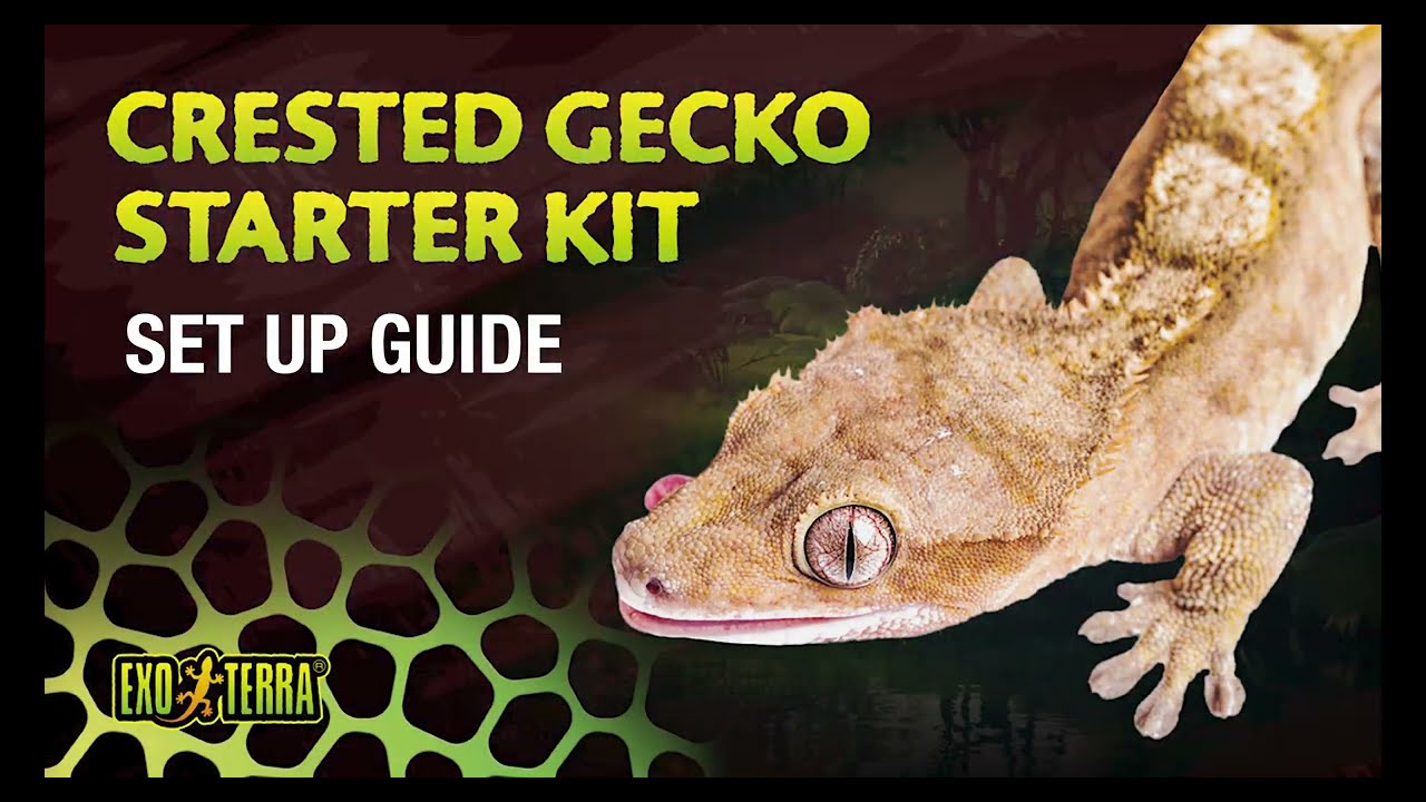 Exo Terra Crested Gecko Accessory Kit