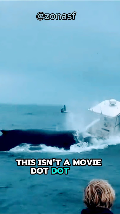 Orca attacks tourist boat! 😨 Real footage?#orcaattack #whale #misteri #shorts #zonasf