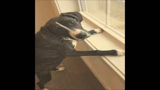 cool watches and Jake the Mountain Cur dog