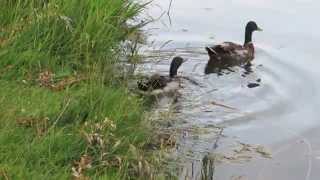 Ducks with a duckling at a pond