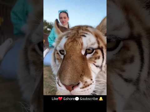 ستوري لانا مع النمر تيك توك لانا و لين تيك توك لانا لين جيش لنوش ترند Shorts Tiktok 