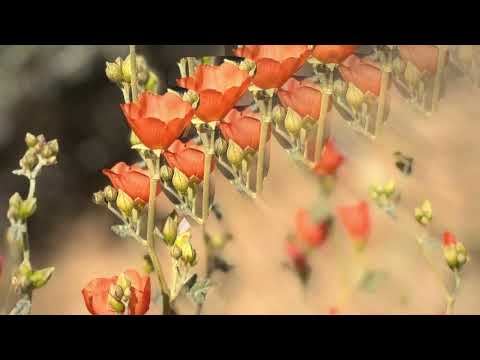 Lara Somogyi - self.seed (CARM & Trever Hagen remix) - Visualiser