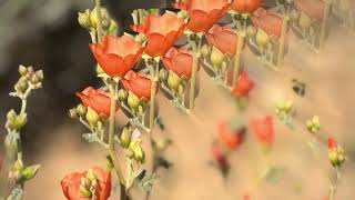 Lara Somogyi - self.seed (CARM & Trever Hagen remix) - Visualiser