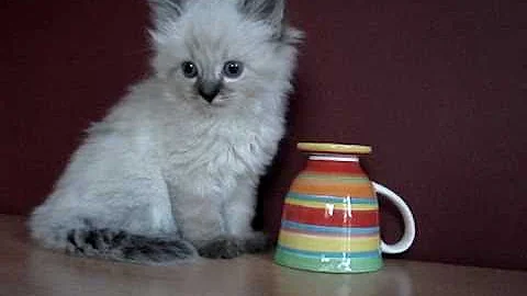 Video 234841: neva masquerade kitten, tabby kitten, tabby point