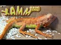 Террариумная выставка ХАММ 2019