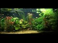 4K Tropical Aquarium (1hr without music)