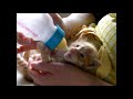 野良猫の子猫。保護されて、ご飯を美味しそうに食べるｗｗ