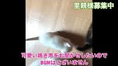 次回の仔猫の譲渡会は 10 17 山口市さぽらんて Youtube