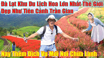 Ngỡ Ngàng Đà Lạt Hoa Trong Rừng Bạt Ngàn, Đẹp Như Tiên Cảnh