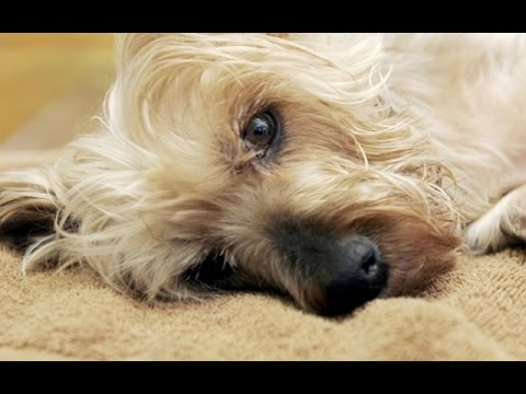 Video: ¿Cómo puedo proteger a mi mascota de un envenenamiento accidental?