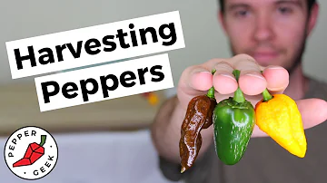 How do you tell a hot jalapeno?