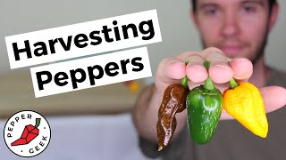 Harvesting Peppers - When To Pick Peppers (Jalapenos, Bell, Banana, Ghost & More)