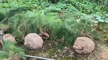 Chia sẻ anh em cách bứng cây thông sống 99%.