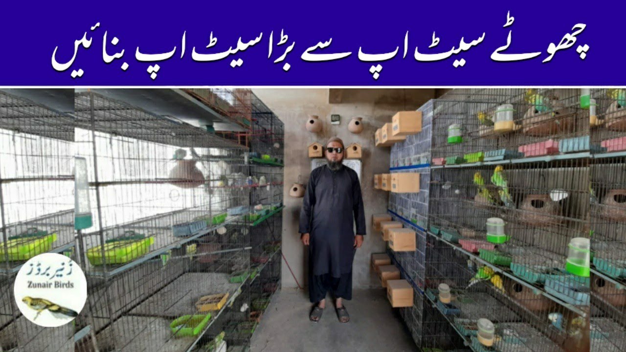 Zunair Birds choty Setup Sy Bara zunair-birds-choty-setup-sy-bara