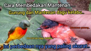 Cara Membedakan Mantenan gunung dan Mantenan dagu kelabu..!!2022🐦🐦