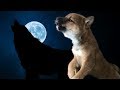 柴犬（豆柴）みかん｜子犬の鳴き声が小さく変化した♡