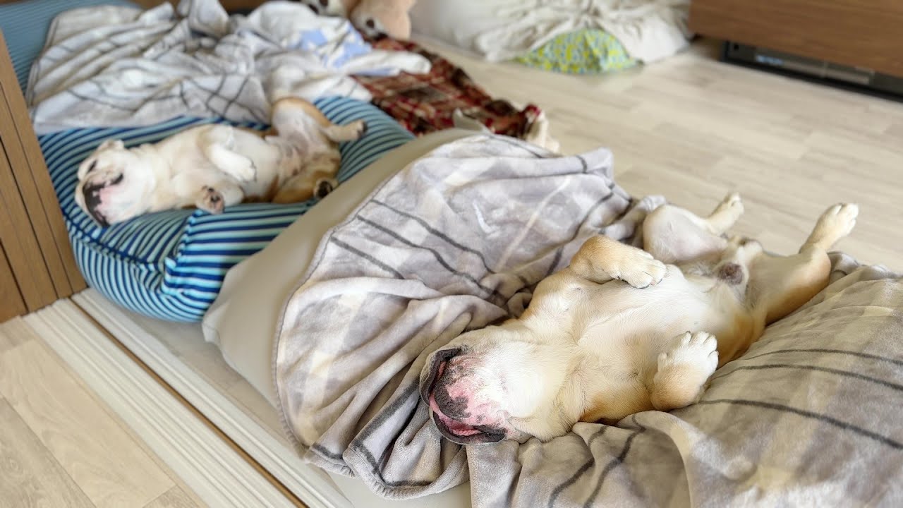A bulldog who gave up being a dog occupies Yogibo with his belly