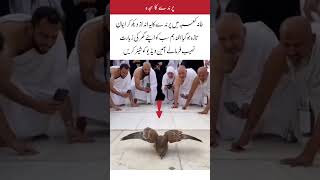 Emotional Scene Of A Bird At Holy Kaaba