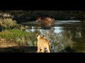 Giant Hippo Faces Off a Pride of Lions (Mbiris)