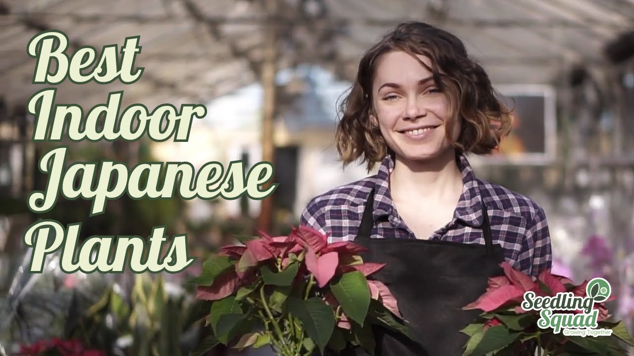 10 Best Indoor Japanese Plants For Any Garden