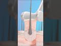 Hair 🇱🇷 Transplant Procedure Explained: Step-by-Step Medical Animation