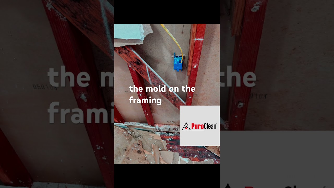 PuroClean of San Rafael fighting mold and water damage