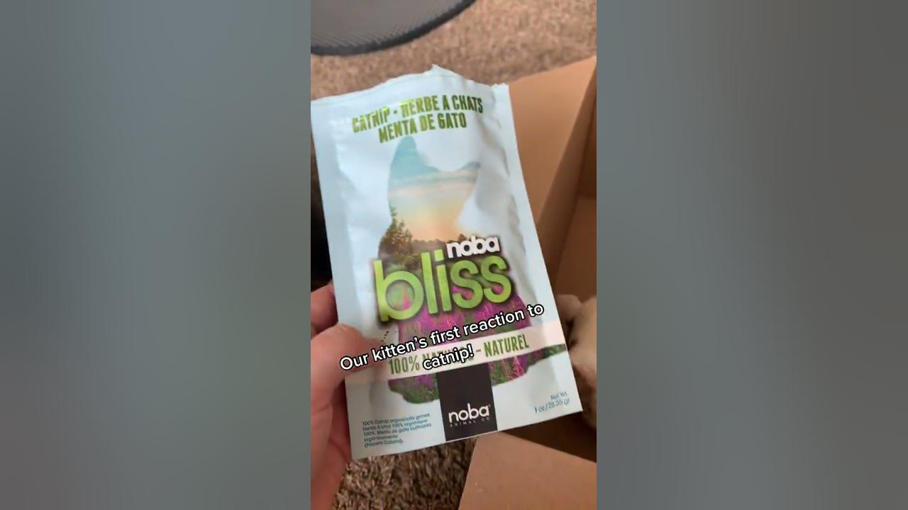 Kittens First Reaction To Catnip Funny Kitten Videos Cats On Catnip