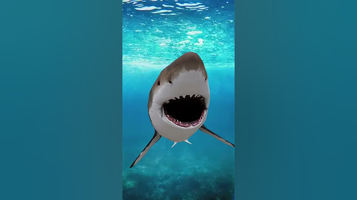 Köpekbalığı oldum hehe🦈 🦈 🤣😭😜 shorts #eğlenceli #komik #köpekbalığı #funnyvideo #fypシ #keşfetteyiz