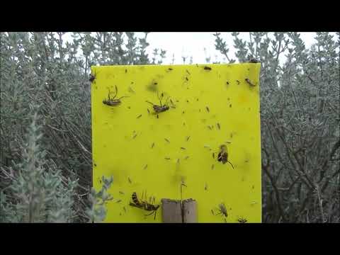 Vidéo: Que sont les cicadelles - En savoir plus sur les cicadelles dans les jardins