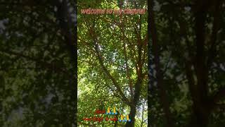 Squirrel climbing and jumping on trees