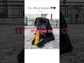 POV : Black Labrador 🎀✨ #shorts #viral #labrador #cutedog #love