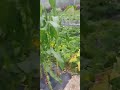 단호박랑텃밭채소들~많이자란모습~