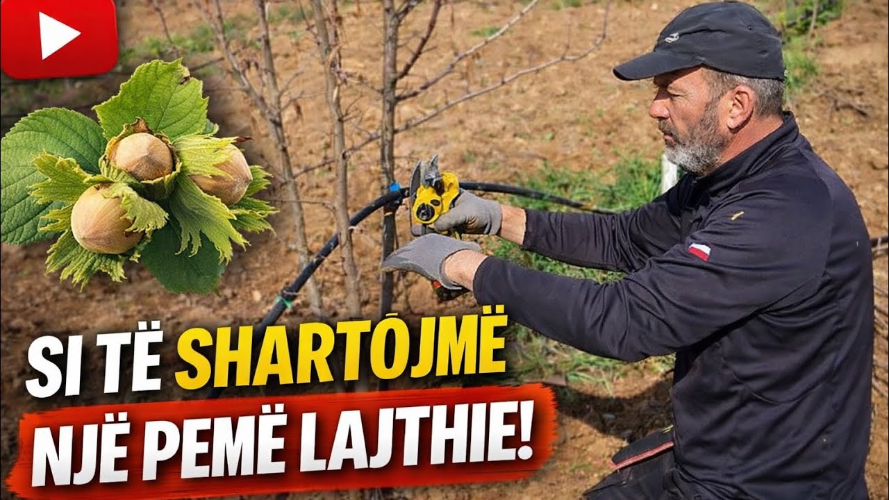 Krasitja e lajthive 23 shkurt 2026