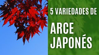 Arce japonés: 5 variedades y cuidados básicos