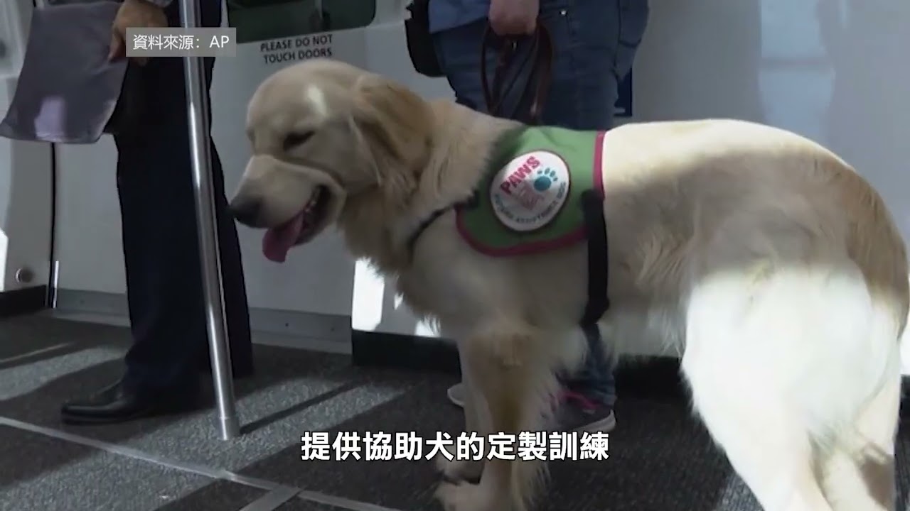 【天下新聞】密歇根州: 小狗在底特律機場接受協助犬訓練 