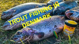 TROUT FISHING in Denmark