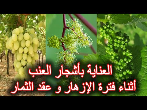 فيديو: أي عنب ينضج أولاً؟