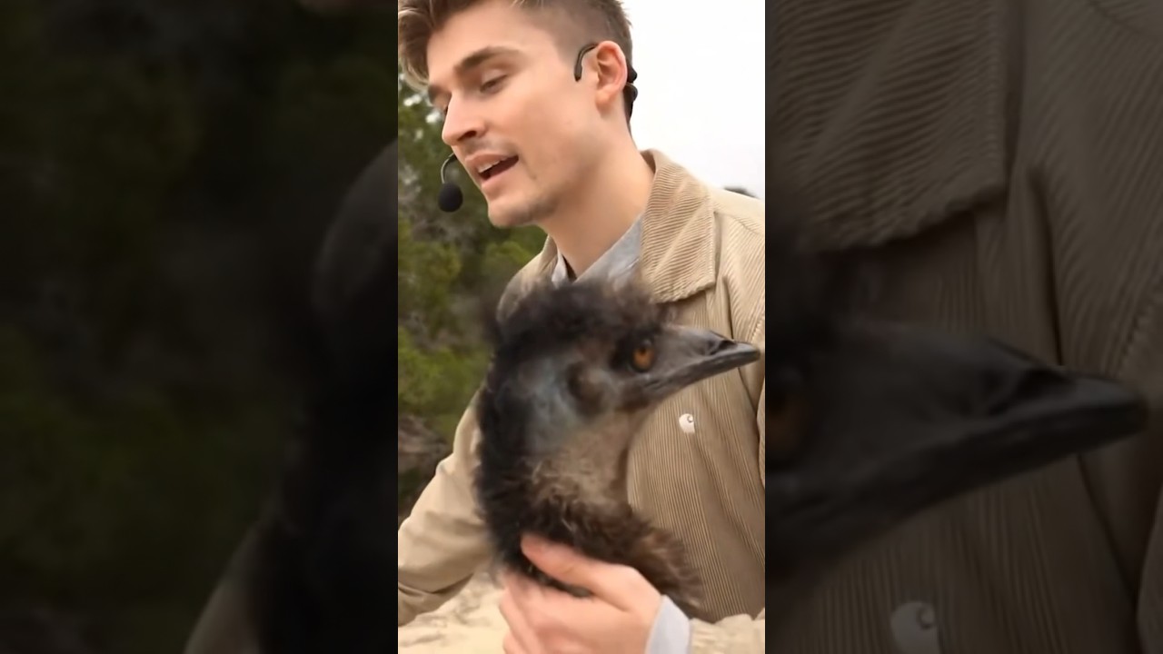 Ludwig gets rejected by Stompy 😔 @ludwig #shorts #emu #notapet #alveus #maya #mayahiga #twitch