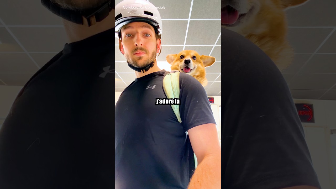 Le meilleur co-pilote 🐶