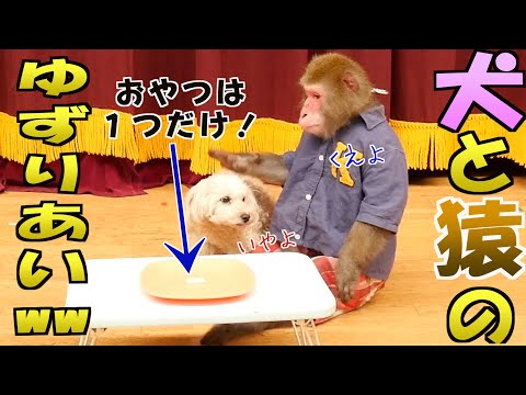 仲良しの犬と猿におやつを1つだけあげてみたら気まずそうだったww